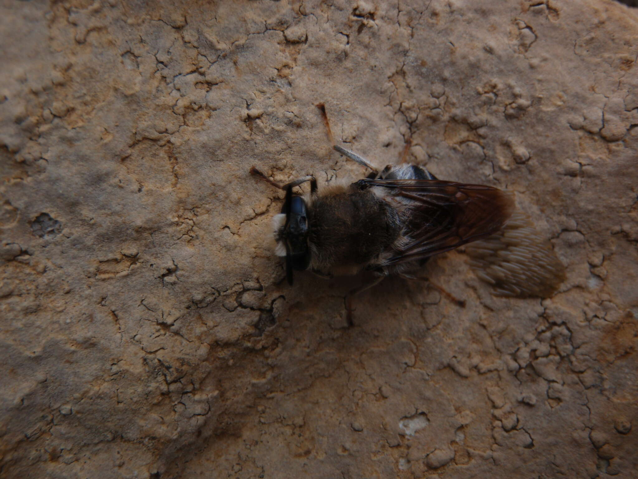 صورة Stratiomys longicornis (Scopoli 1763)