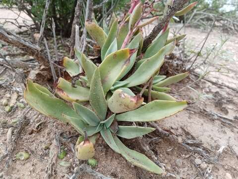 Image of Echeveria paniculata A. Gray