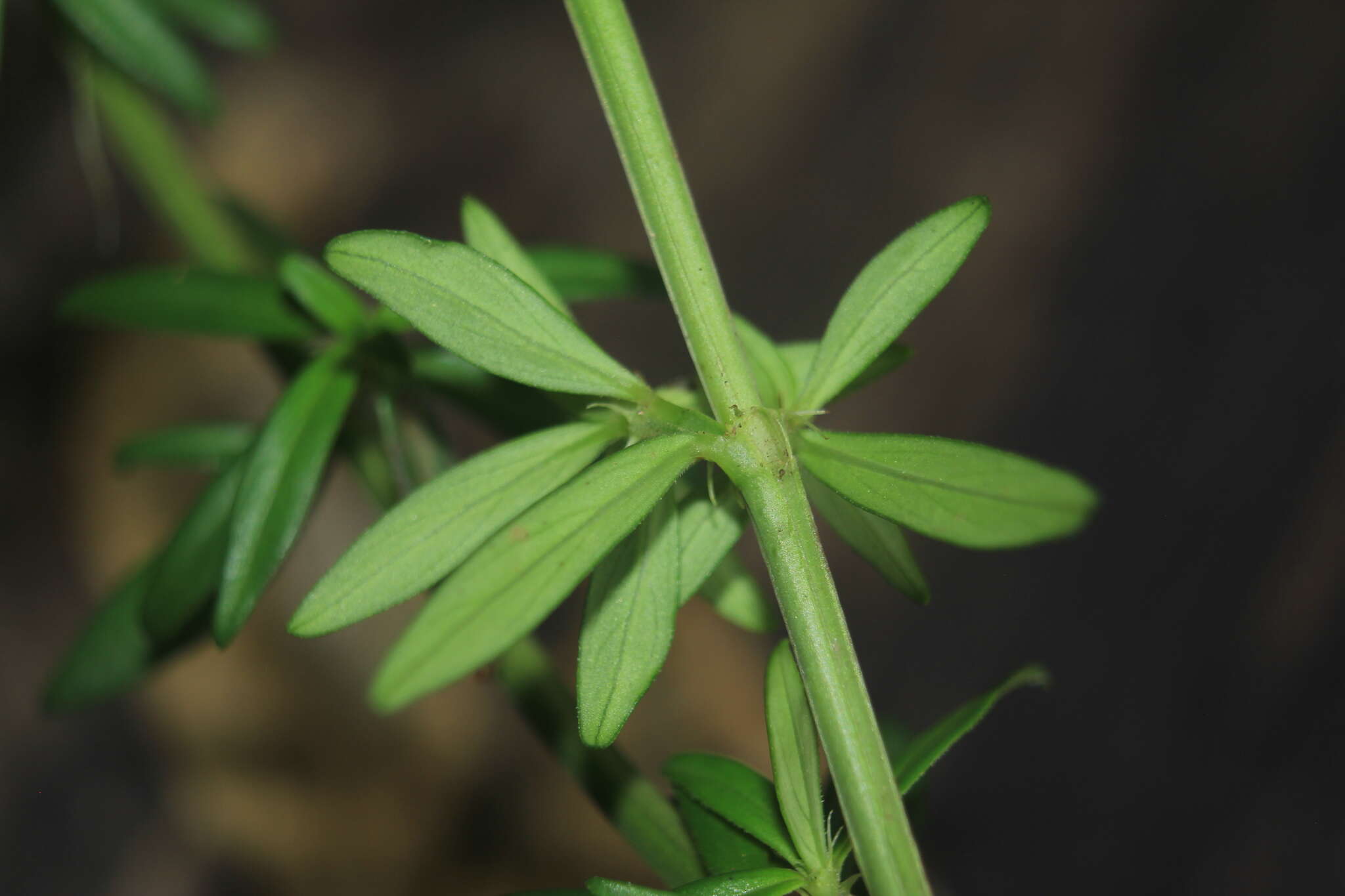 Image de Galianthe bogotensis (Willd.) E. L. Cabral & Bacigalupo