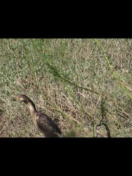 Image of Florida duck