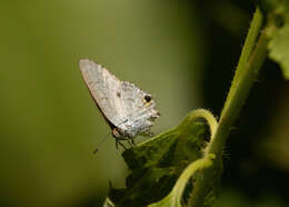 Image of Hypolycaena sipylus Felder 1860