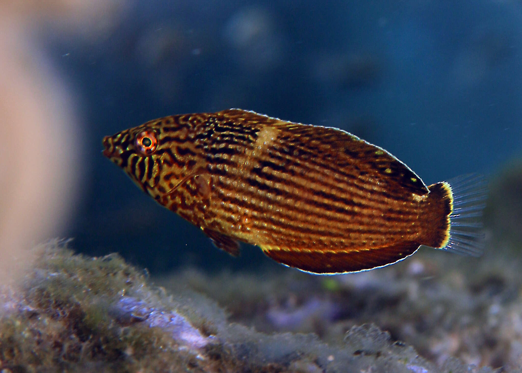 Image of Blue Spotted Wrasse