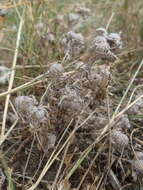Image of meadow woollyheads
