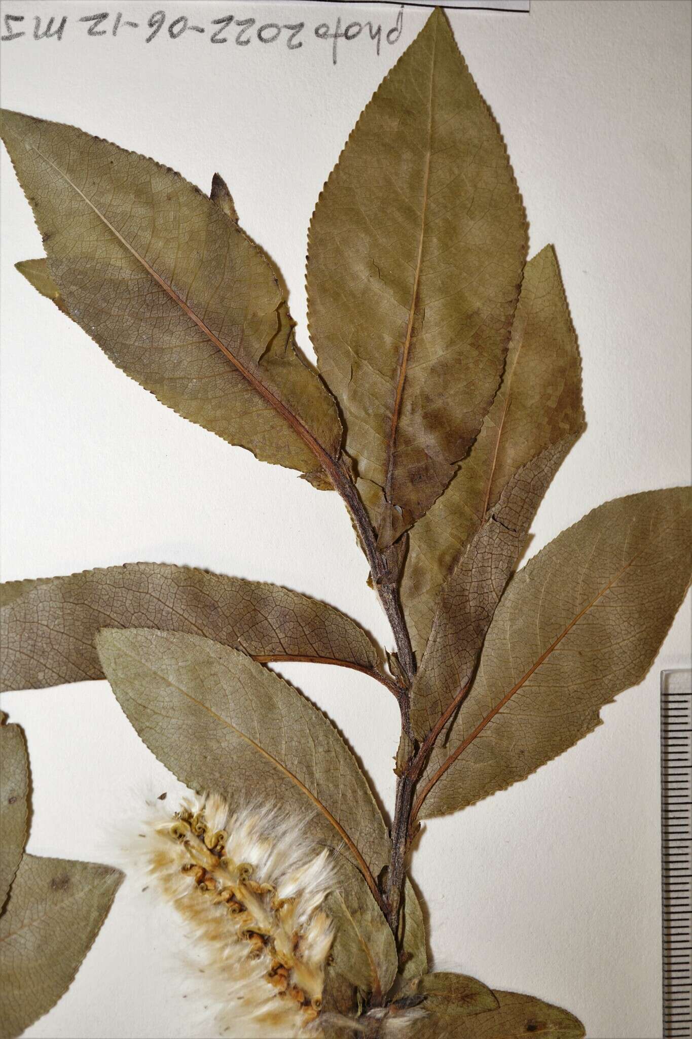 Image of bayberry willow