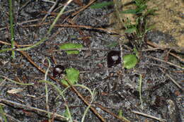 Plancia ëd Corybas recurvus D. L. Jones