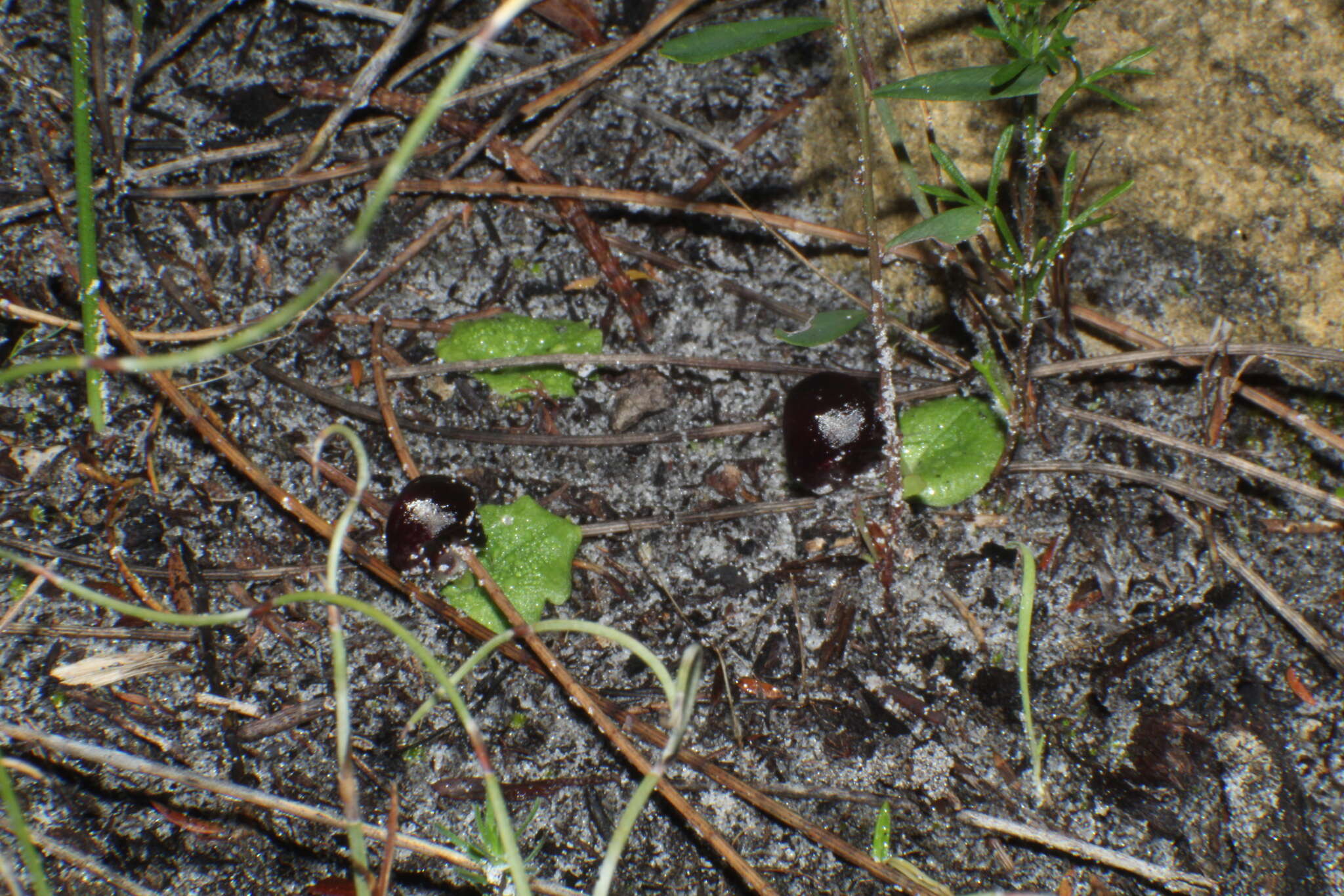 Plancia ëd Corybas recurvus D. L. Jones