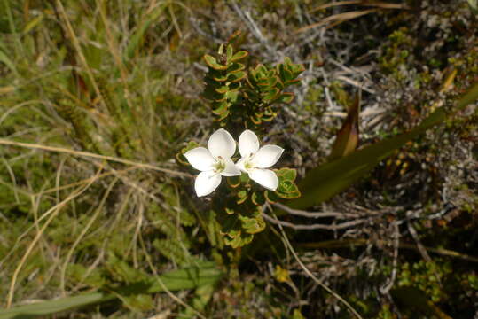 Image of Veronica macrantha var. brachyphylla Cheesem.