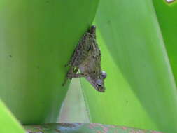 Image of Boulenger's Snouted Treefrog