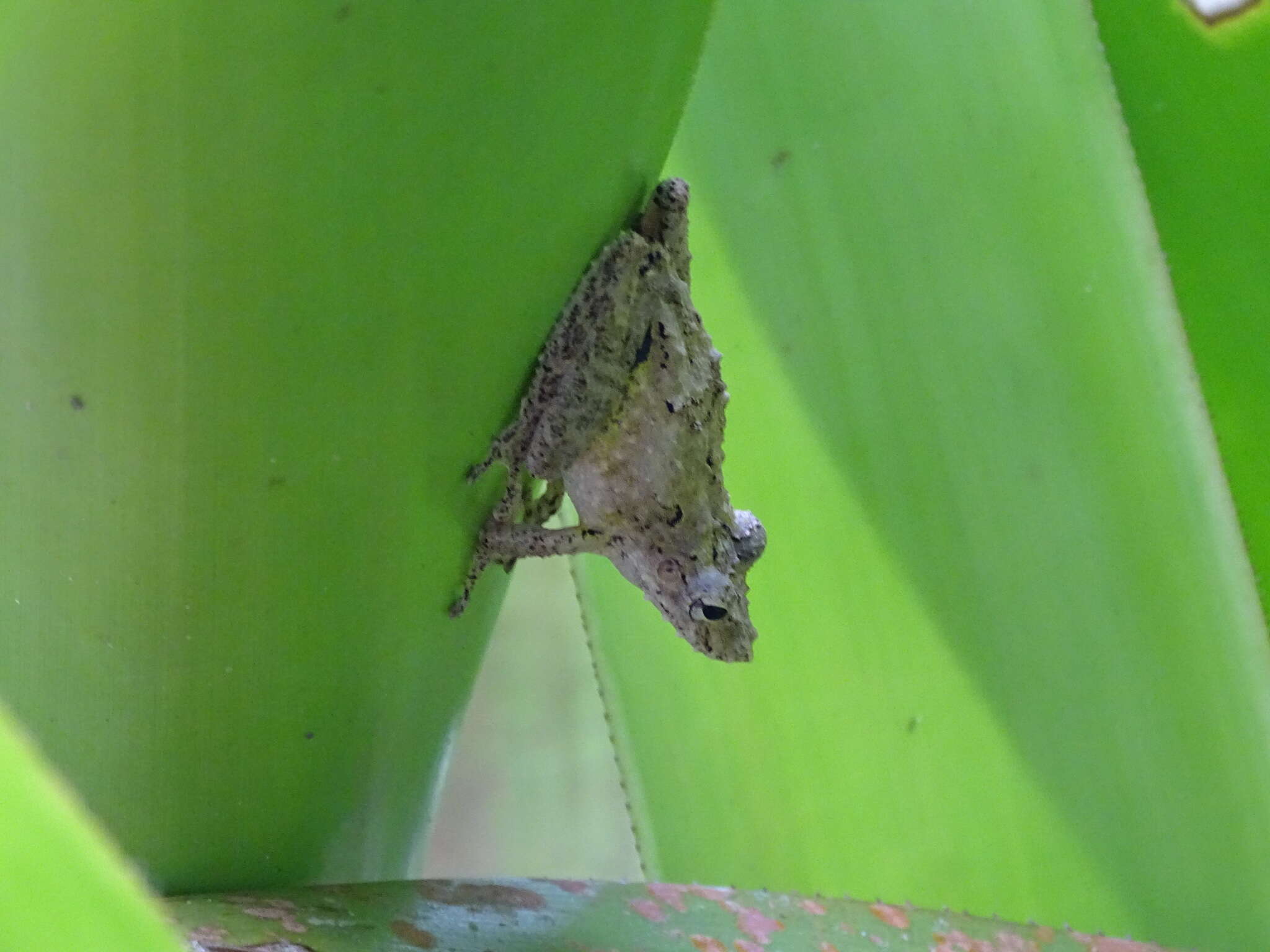 Image of Boulenger's Snouted Treefrog