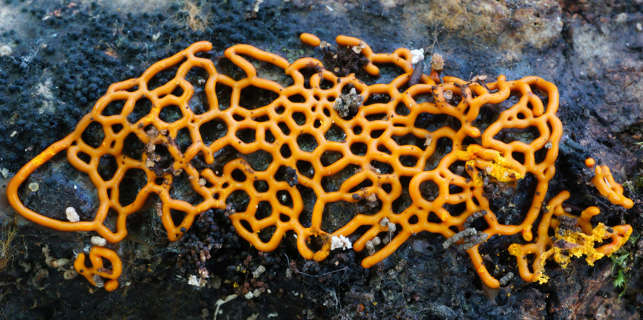 Image of Pretzel slime mold