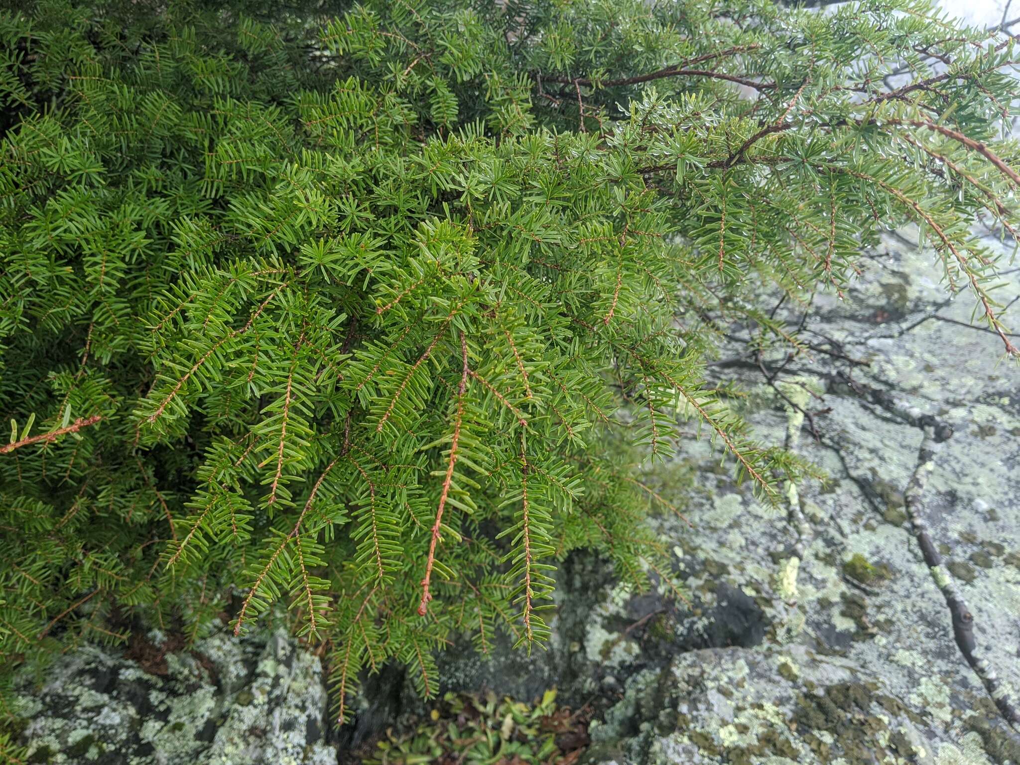 Plancia ëd Tsuga caroliniana Engelm.