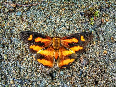 Image of Himalayan jester