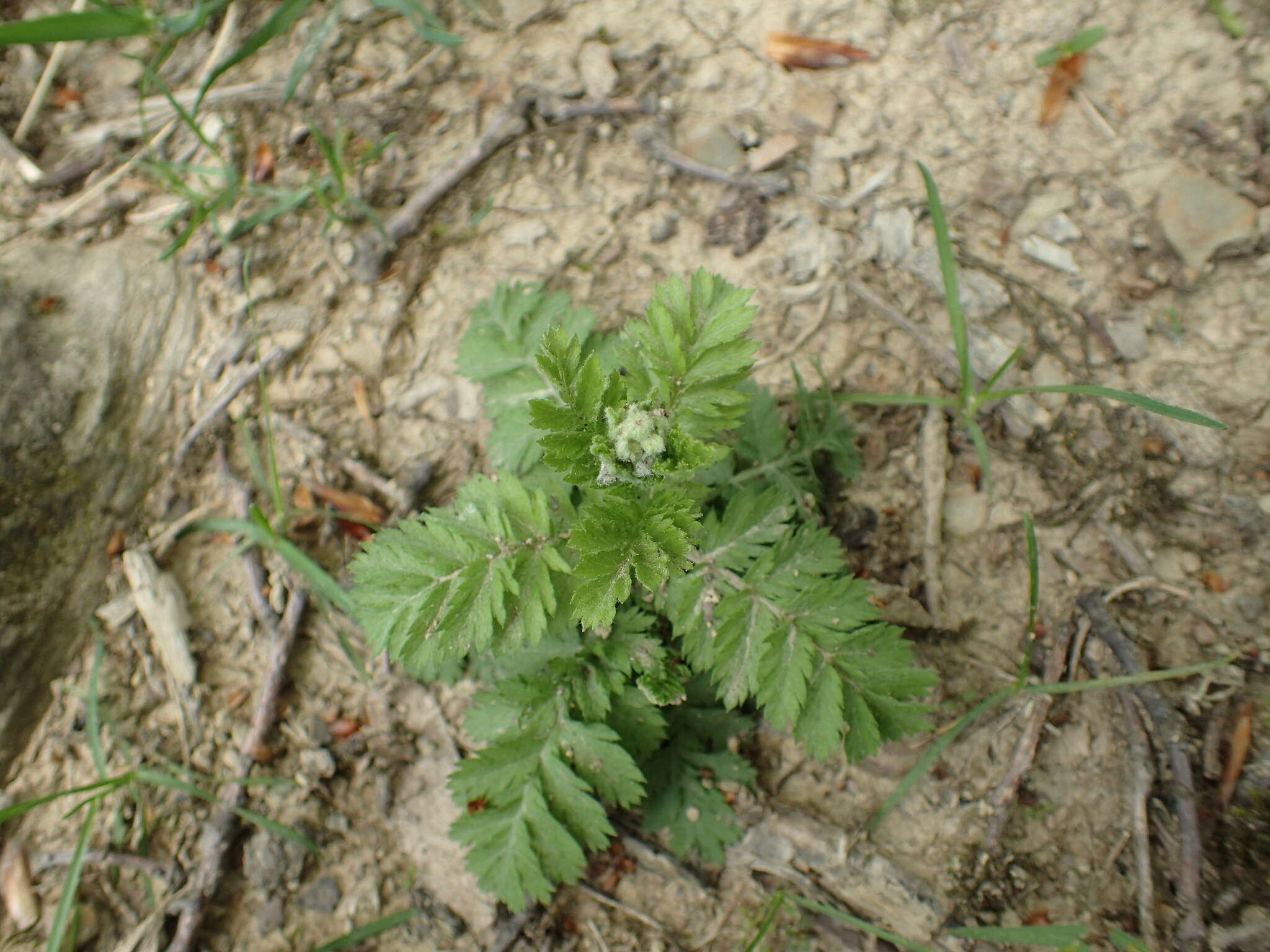 Tanacetum poteriifolium (Ledeb.) Grierson的圖片