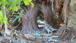 Image of Spotted Bowerbird