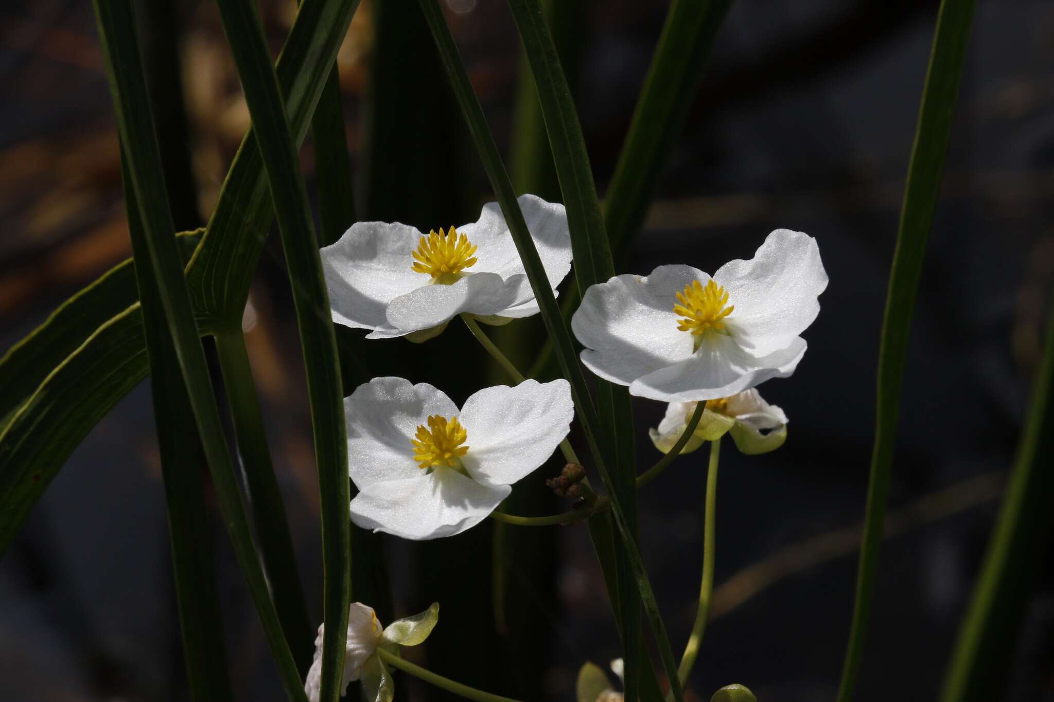 Sagittaria latifolia Willd. resmi