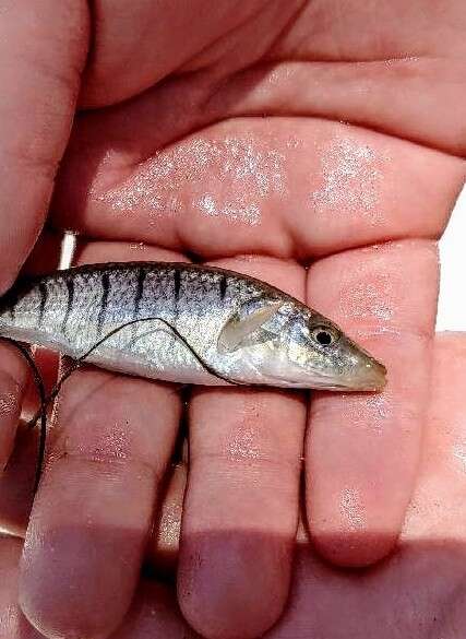 Image de Fundulus similis (Baird & Girard 1853)