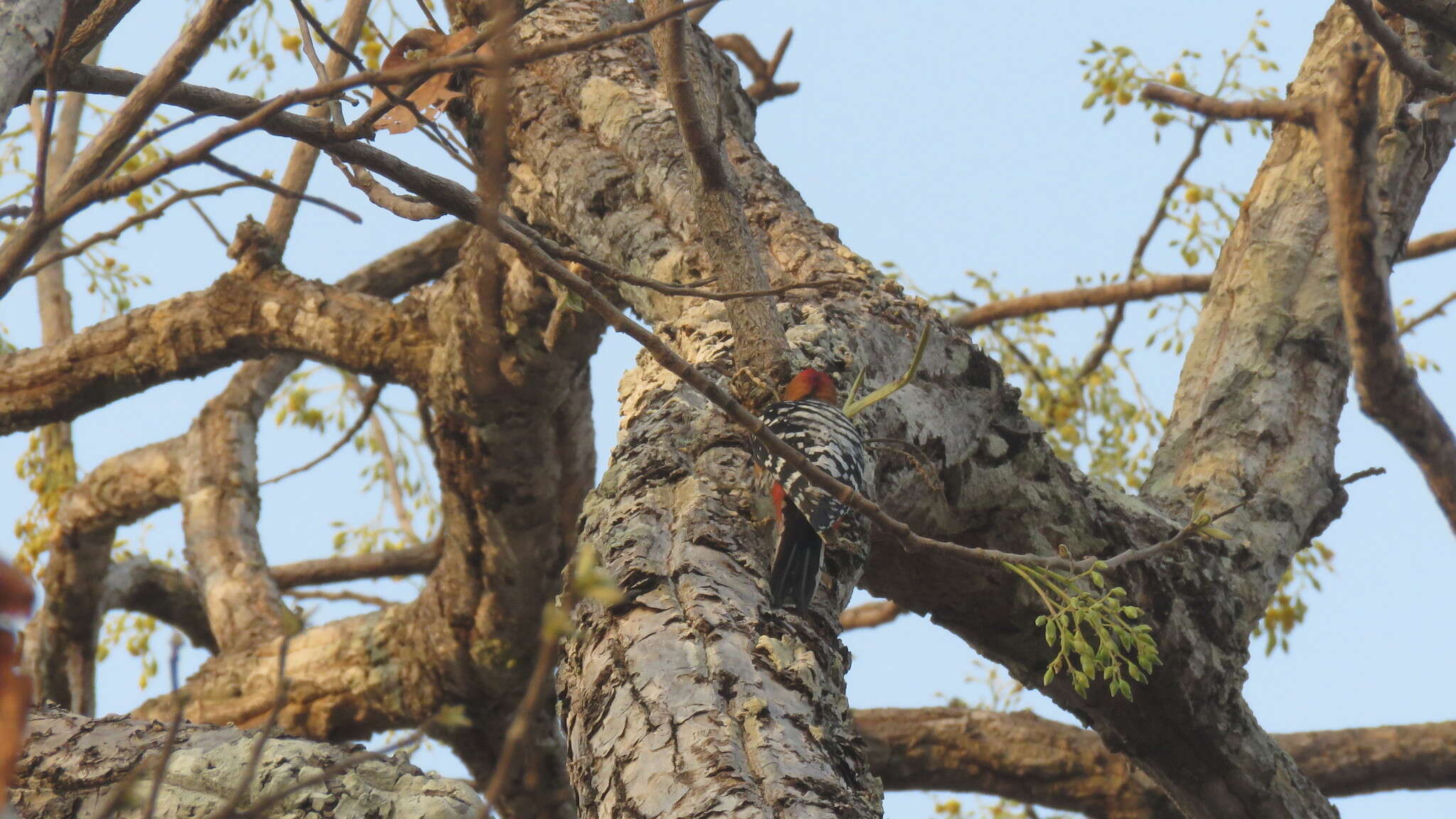 Image of Rufous-bellied Woodpecker