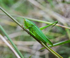 Image of Neoconocephalus brevis (Redtenbacher 1891)