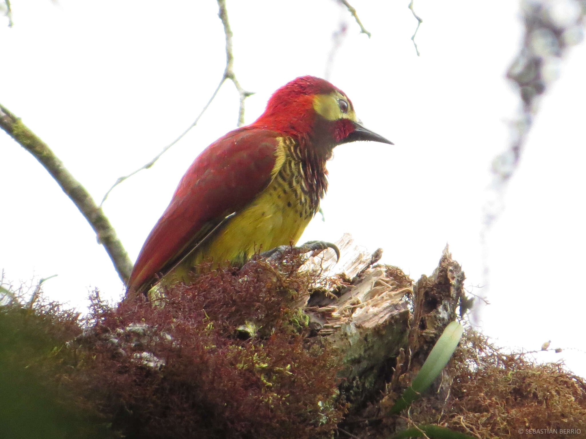 Image of Crimson-mantled Woodpecker