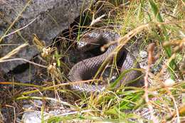 Image of Pseudonaja affinis exilis Storr 1989