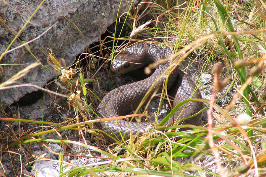 Image of Pseudonaja affinis exilis Storr 1989