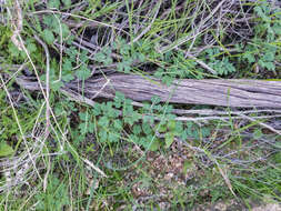 Image of tuber anemone