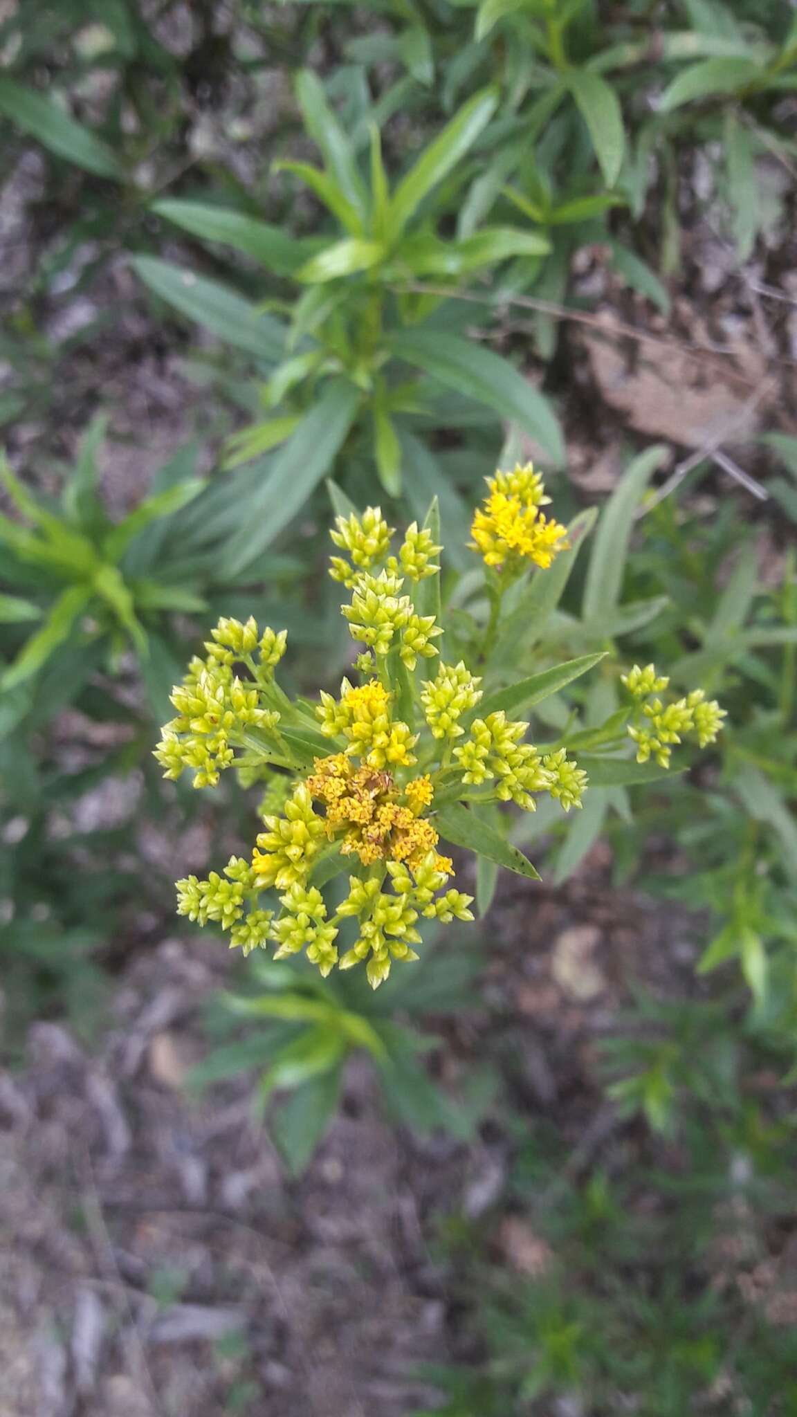 Imagem de Gymnosperma