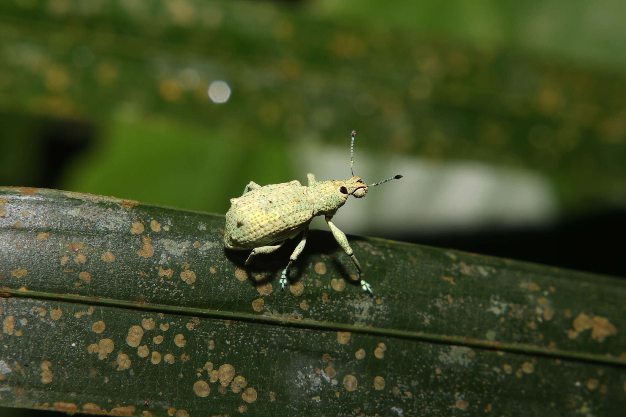 Image of Rhigus speciosus (Linnaeus 1758)