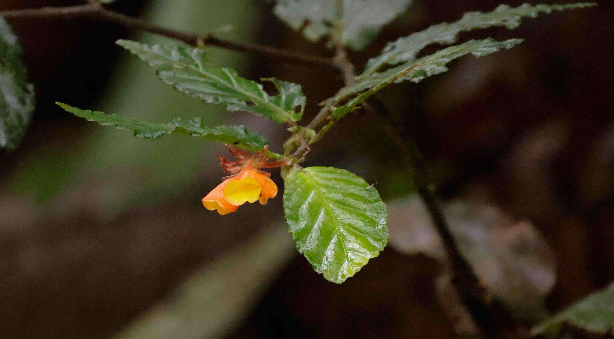 Слика од Begonia silverstonei Jara