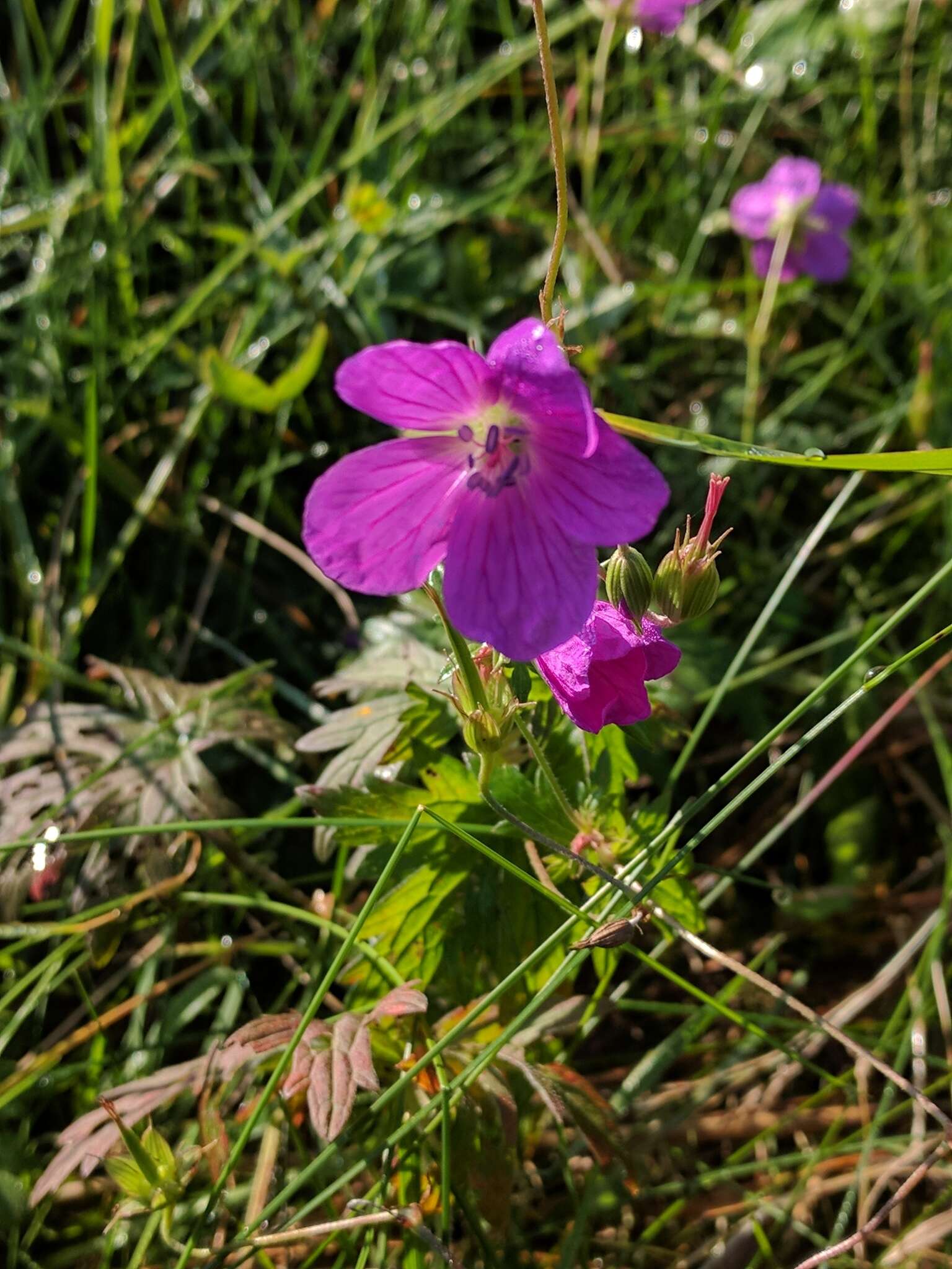 Imagem de Geranium palustre L.