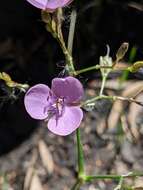 Murdannia graminea (R. Br.) G. Brückn.的圖片