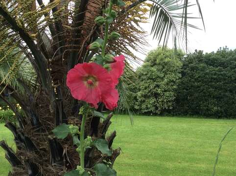 Image of hollyhock