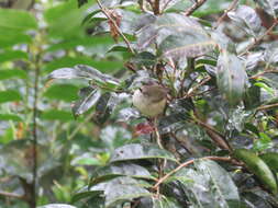 Image of Mountain Thornbill