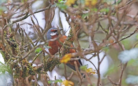 Image of Giant Conebill