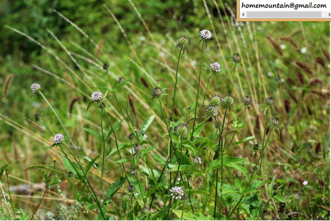 Image of Dipsacus japonicus Miq.