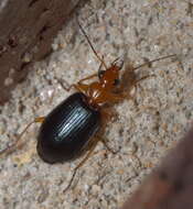 Lebia (Loxopeza) atriventris Say 1823 resmi