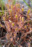 صورة Drosera anglica Huds.