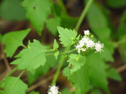 Plancia ëd Fleischmannia incarnata (Walt.) R. King & H. Rob.