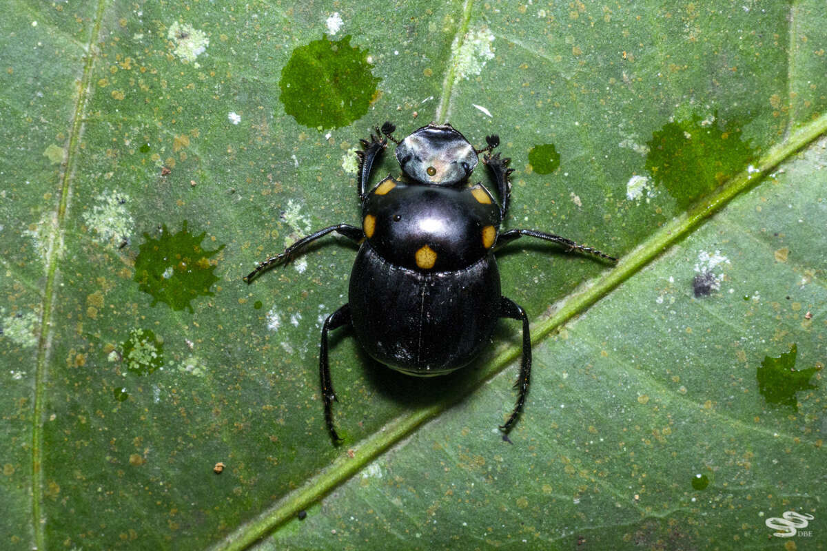 Image of Canthon (Canthon) septemmaculatus (Latreille 1812)