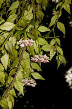 Image of Hoya lanceolata Wall. ex D. Don