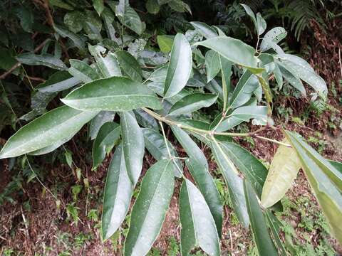 Imagem de Staphylea ternata (Nakai) Byng & Christenh.