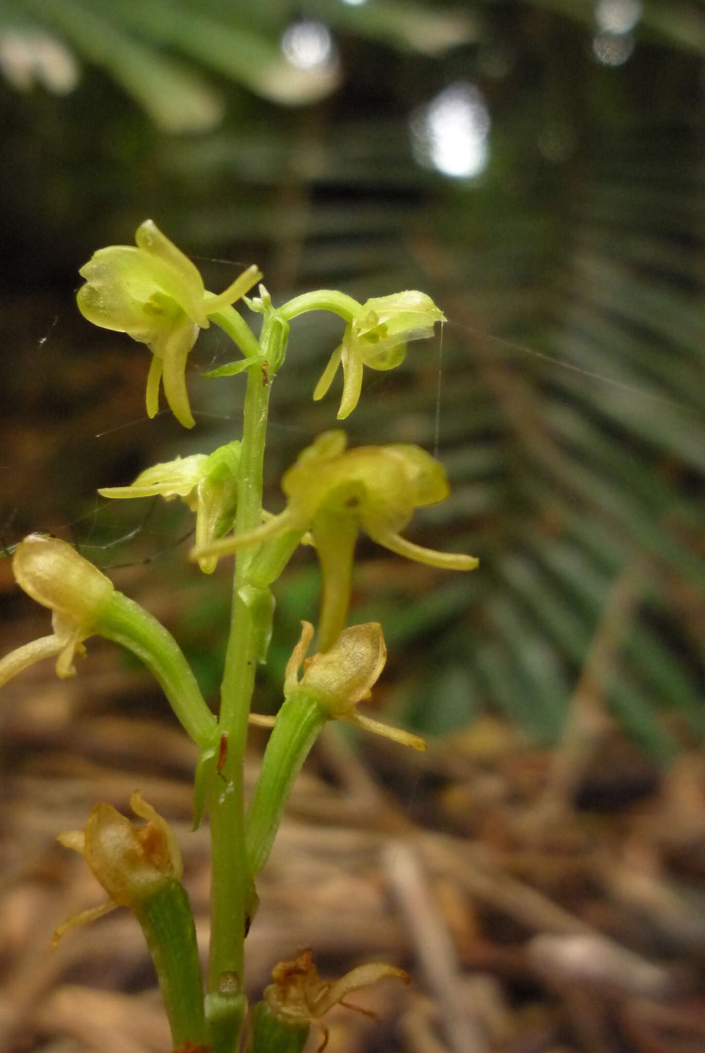 Crepidium purpureum (Lindl.) Szlach.的圖片