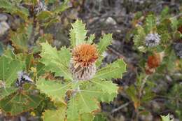 Image of Banksia heliantha A. R. Mast & K. R. Thiele