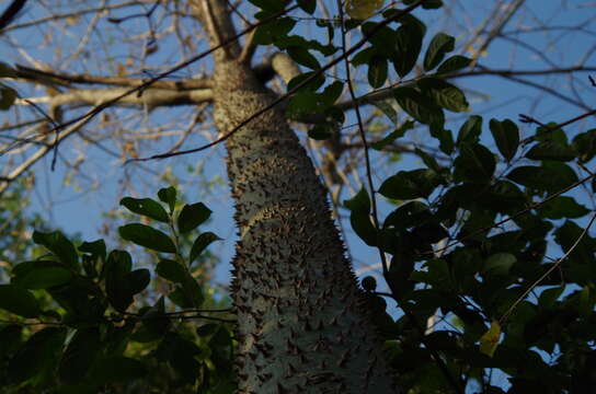 Image of Ceiba trischistandra (A. Gray) Bakhuisen