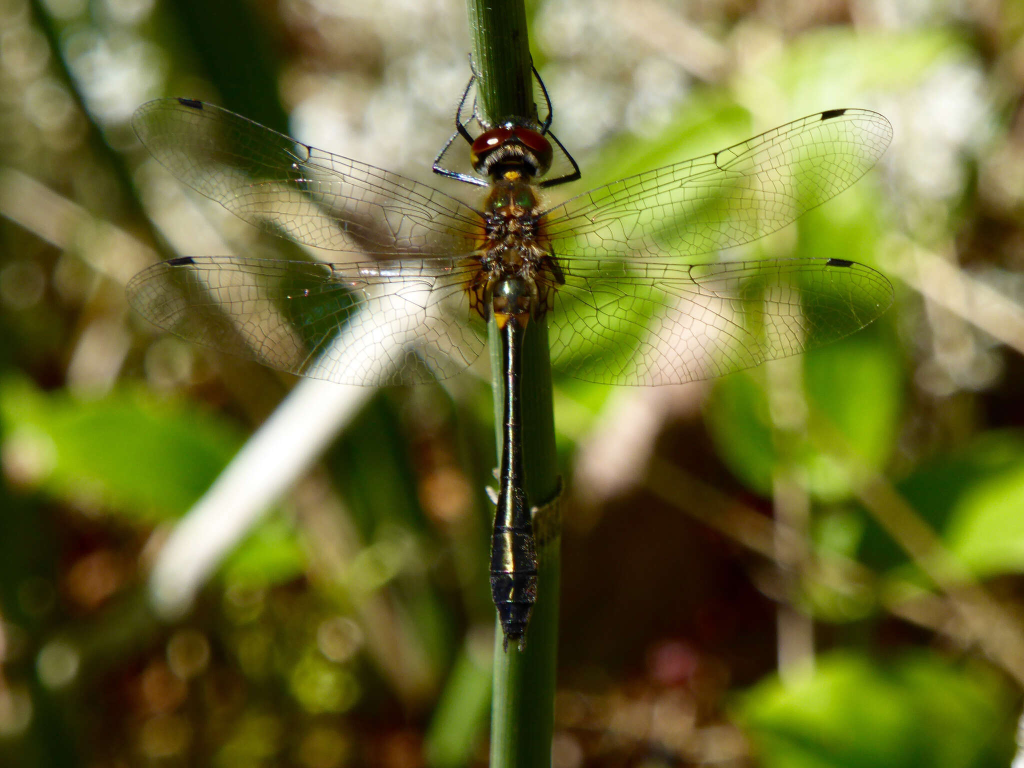 Image of Little Emeralds