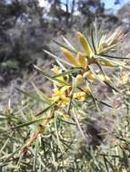 Imagem de Persoonia juniperina Labill.