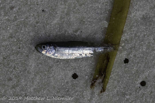 Image of Skipjack Herring