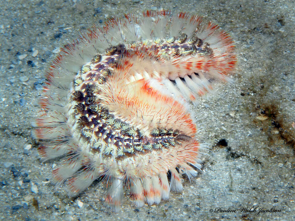 Image of red-tipped fireworm