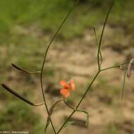 Imagem de Microcharis phyllogramme (R. Vig.) Schrire, Du Puy & Labat