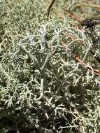 Image of reindeer lichen